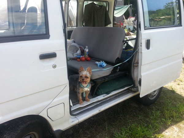 車の後部座席足元に座っている犬