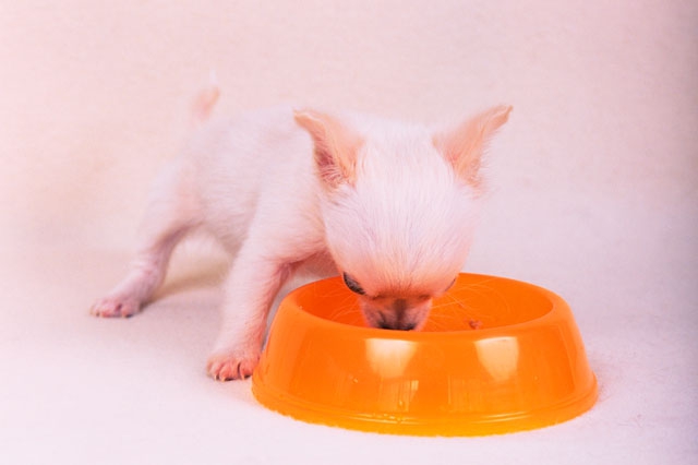 食べる子犬