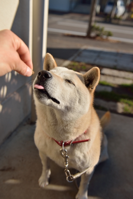 犬とおやつ