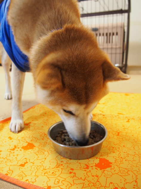 柴犬の食事