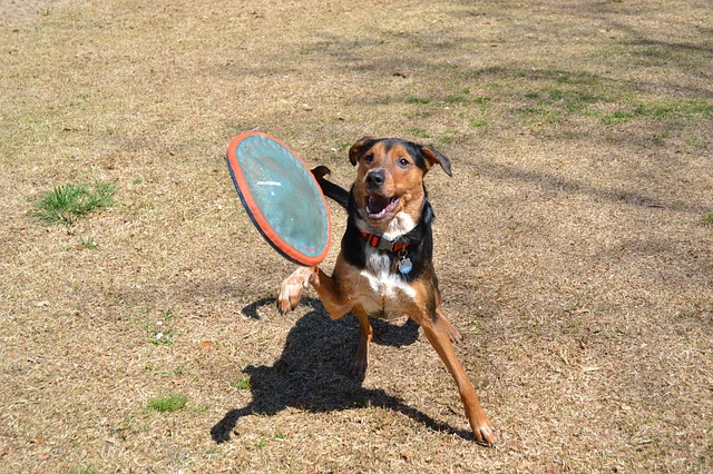 フリスビーを咥えたい犬