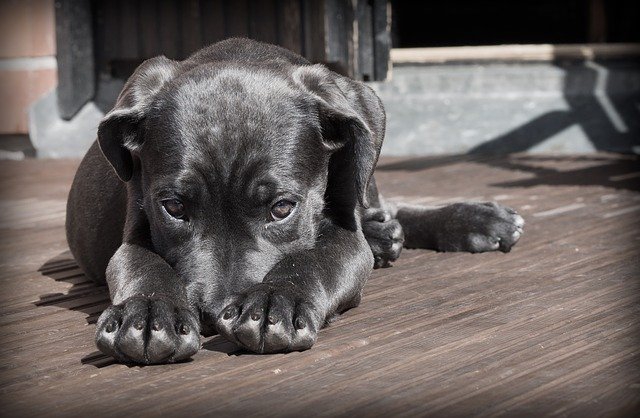 顔を伏せる犬