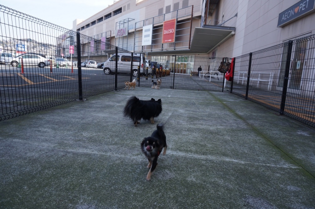 ドッグランで遊ぶ犬