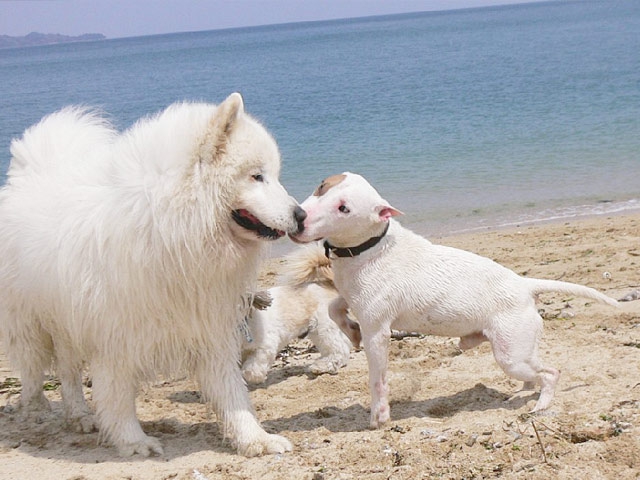 犬の発情期