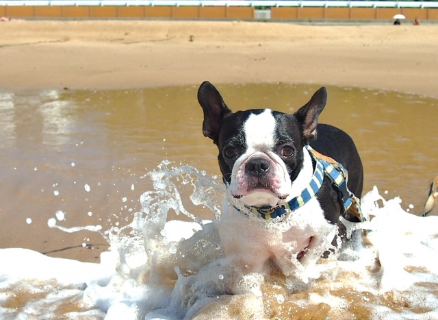 浜辺で遊ぶ犬