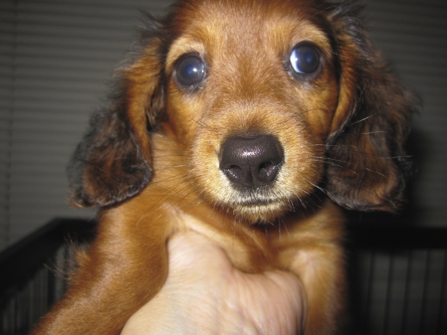 顔付近を触られる子犬