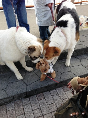 ワンコに囲まれる愛犬