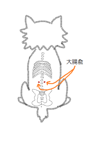 大腸兪の図