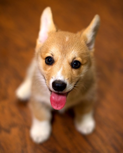 舌を出した犬""