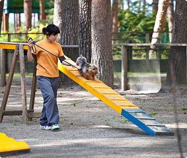 犬の遊び場