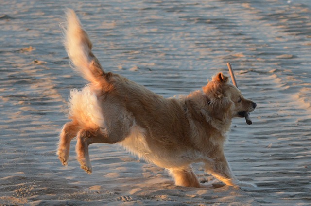 走り回る大型犬