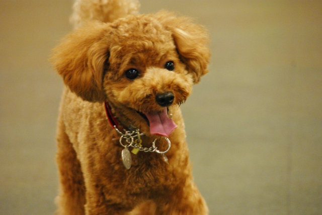 シルバーベージュ　見つめる犬