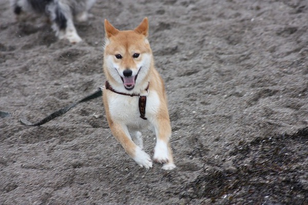 走る柴犬