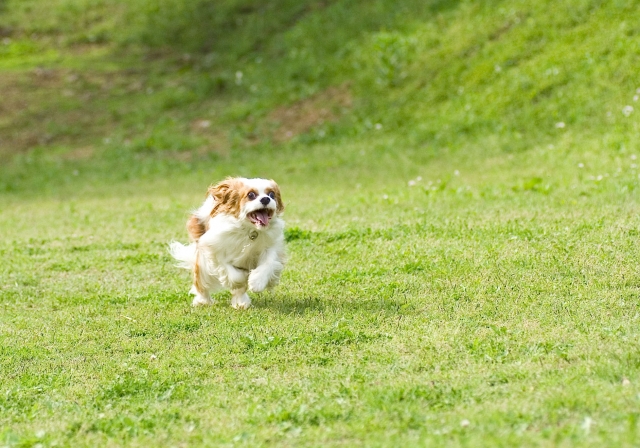 走るキャバリア