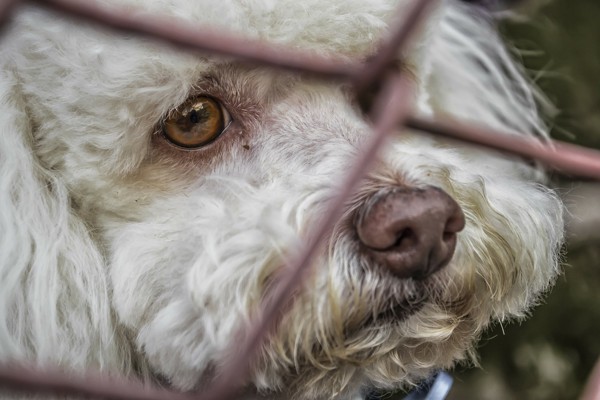 金網の向こうの白い犬