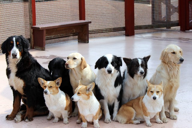 沢山の犬