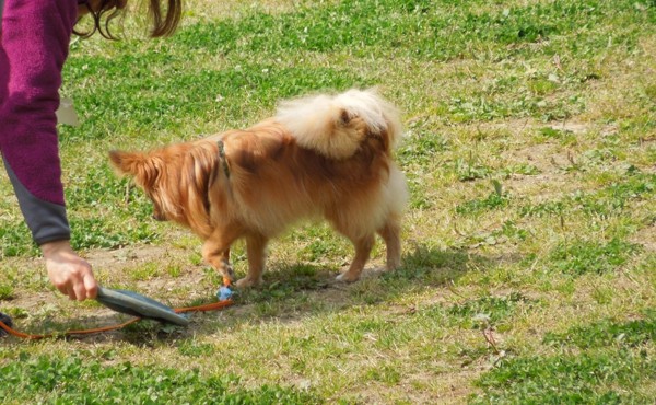 ディスクに顔を背ける犬