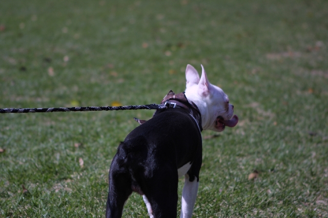 散歩中の犬