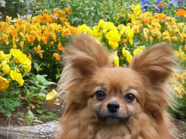 お花をバックにした犬