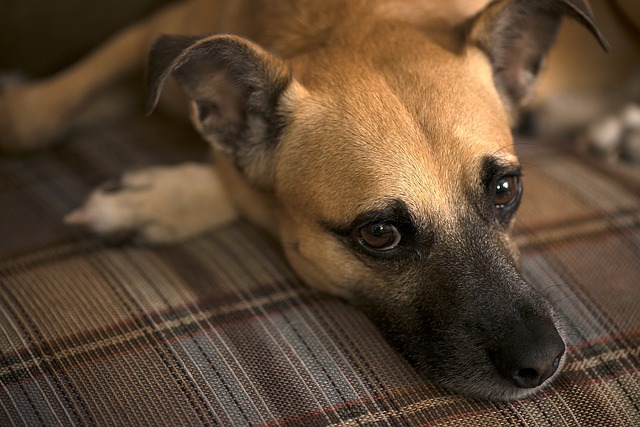 犬の脳腫瘍は進行が遅い