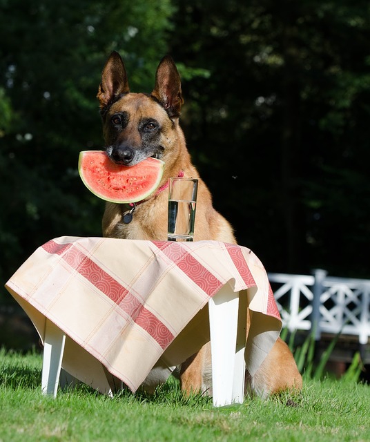 スイカを加える犬