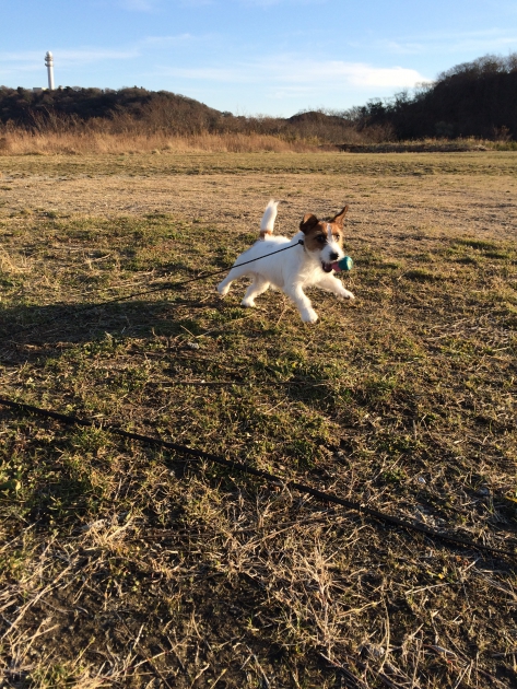 ＃＃犬のサプリメント＃＃