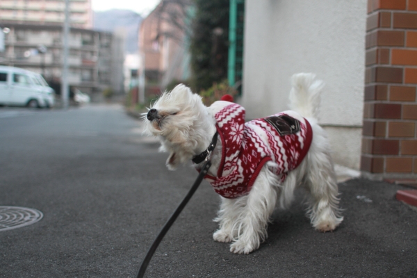 震える犬