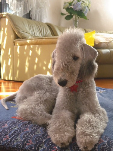 しゃっくりから見る犬の症状