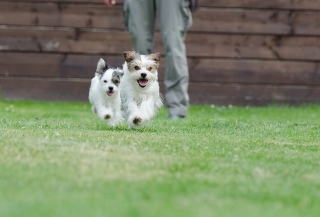 元気に走る犬たち