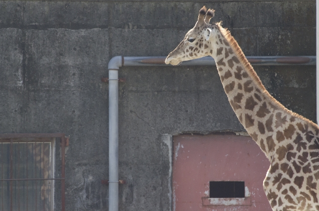 動物園のキリン