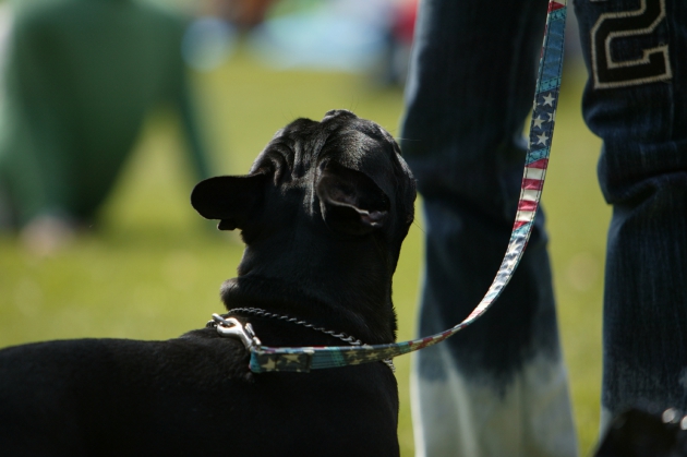 トレーナーと犬