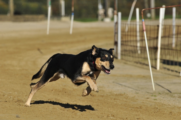 走る犬