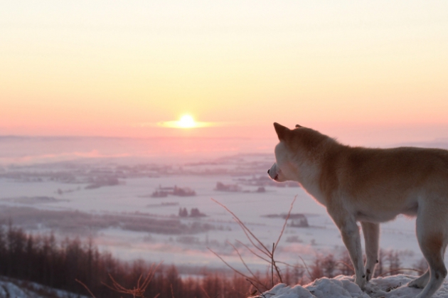 冬の犬