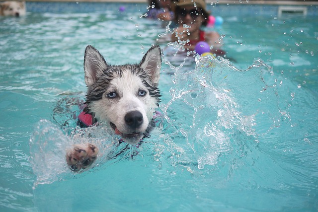 泳ぐ犬