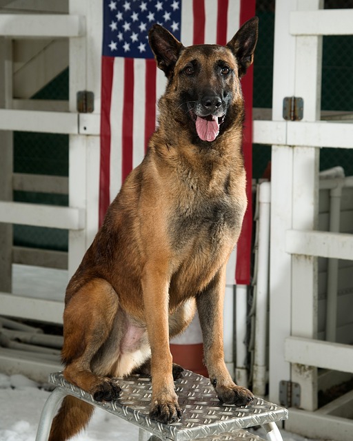 アメリカ国旗と犬