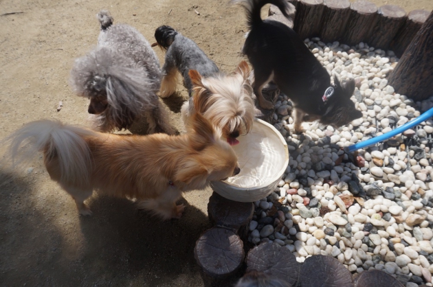 犬の水飲み