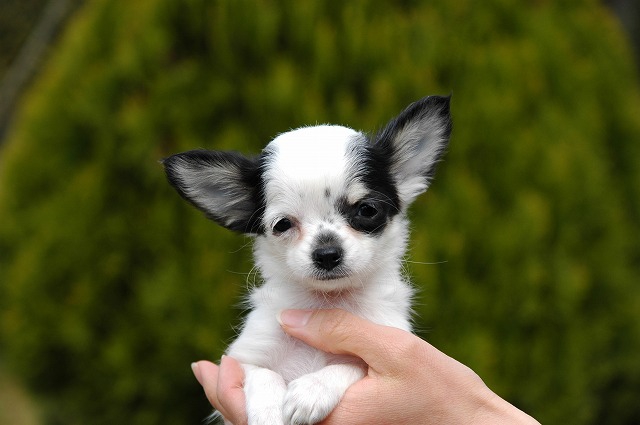 チワワ子犬