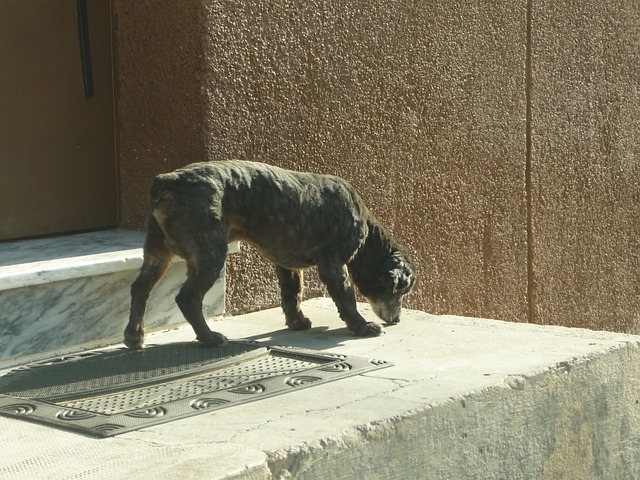 においをかぐ犬