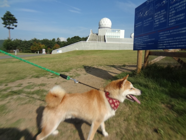 楽しそうな犬