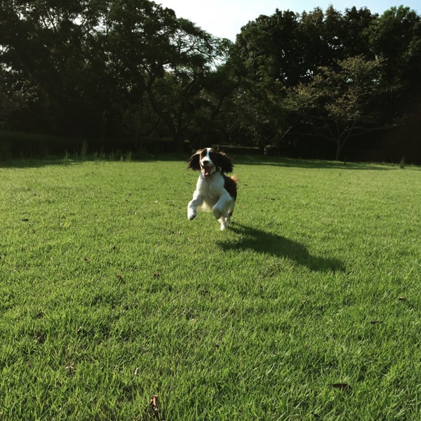 芝生を走っている犬の写真