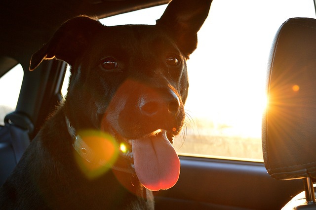 車と犬