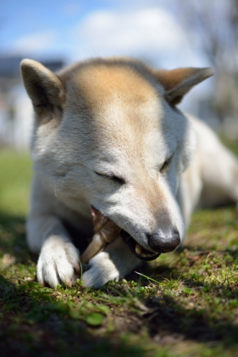 犬用ガム