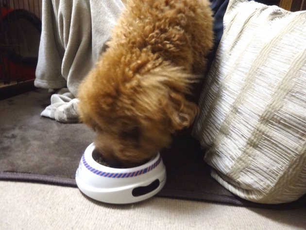 フードを食べる愛犬