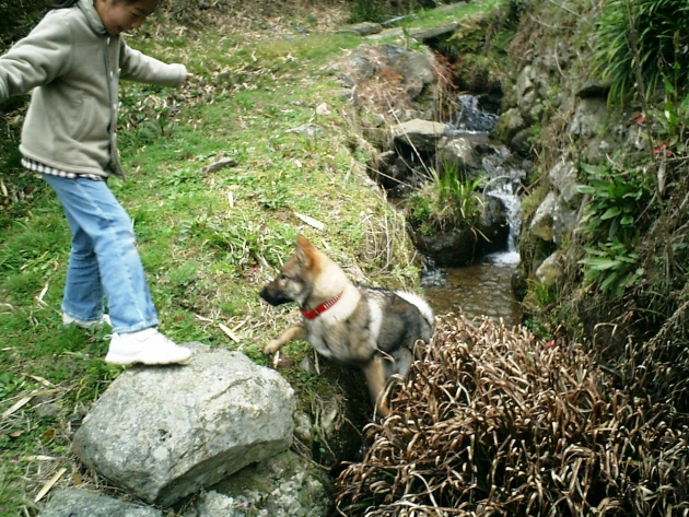 ＃＃ダニが媒介する怖い病気「バベシア」＃＃