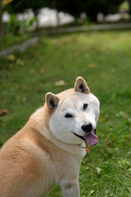 健康そうな柴犬