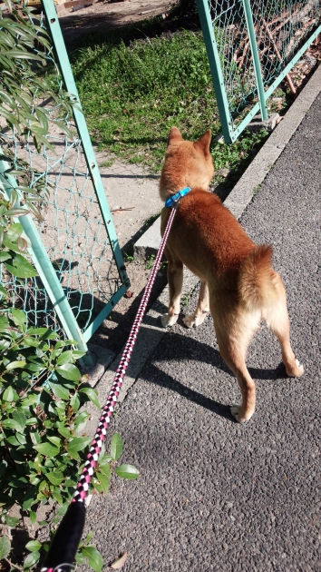 ひっぱる犬