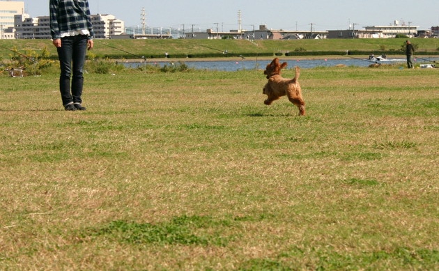 愛犬を呼んで褒める