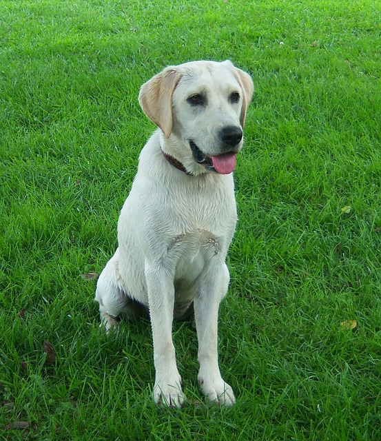 草むらに座る犬