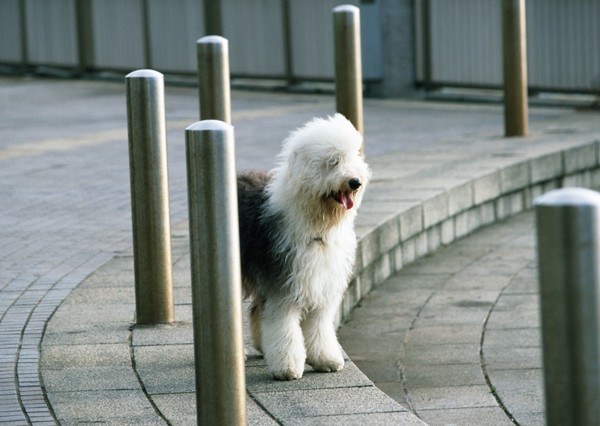 散歩中のの大型犬