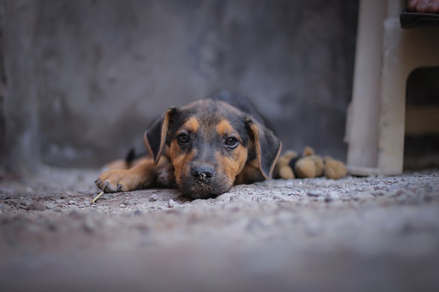 子犬